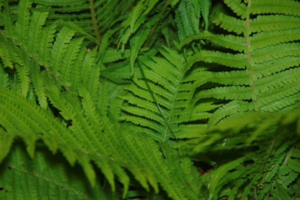 Belos Rebentos Grama Ornamental Verde Jardim Flores Julho — Fotografia de Stock