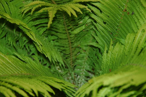 Belles Pousses Herbe Ornementale Verte Dans Jardin Fleurs Juillet — Photo