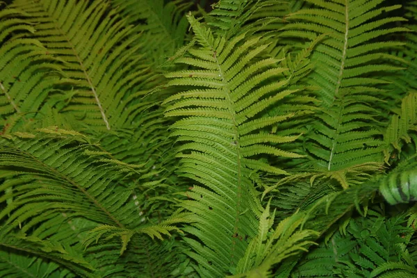 Beautiful Shoots Green Ornamental Grass Flower Garden July — Stock Photo, Image