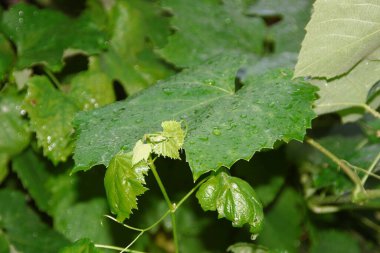 Yağmurdan sonra su damlalarıyla yeşil yapraklar