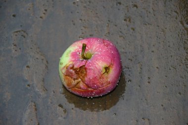 Yağmurdan sonra küçük bir elma