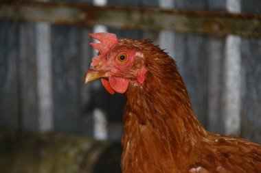 Çiftlikte yaşayan kırmızı tüylü bir tavuk.
