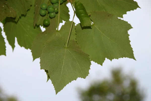雨の後に水が落ちる緑の葉 — ストック写真