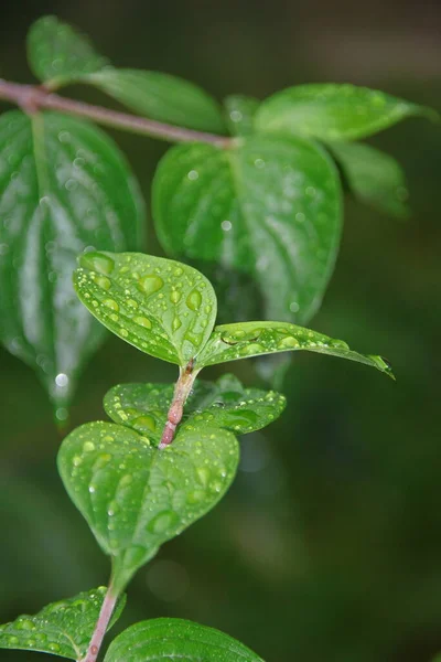 Groene Bladeren Met Waterdruppels Regen — Stockfoto