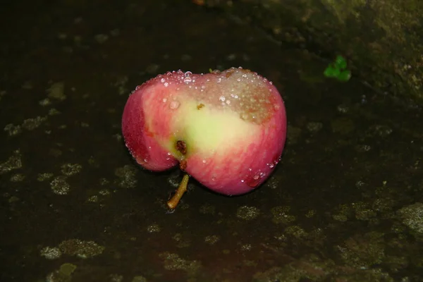 Ett Litet Äpple Efter Regnet — Stockfoto