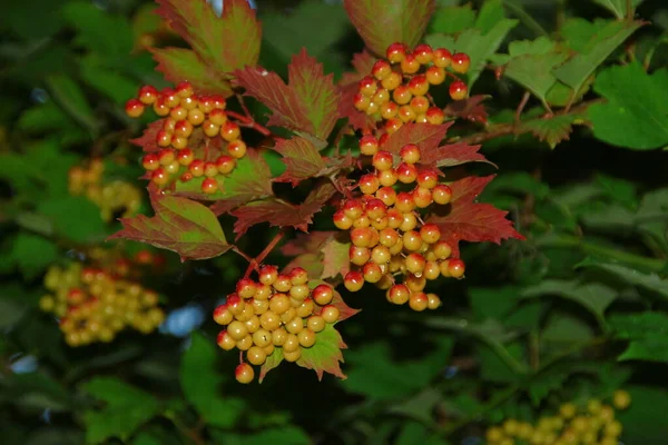 Bagas Vermelhas Viburnum Mato Após Chuva — Fotografia de Stock