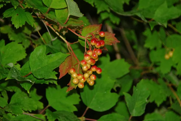 Czerwone Jagody Viburnum Krzewie Deszczu — Zdjęcie stockowe