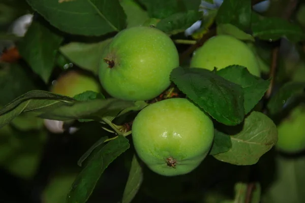 Una Pequeña Manzana Después Lluvia — Foto de Stock