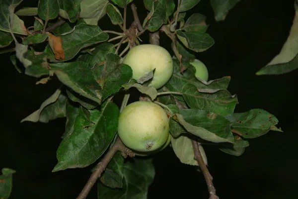 Una Pequeña Manzana Después Lluvia —  Fotos de Stock