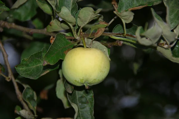 Ett Litet Äpple Efter Regnet — Stockfoto