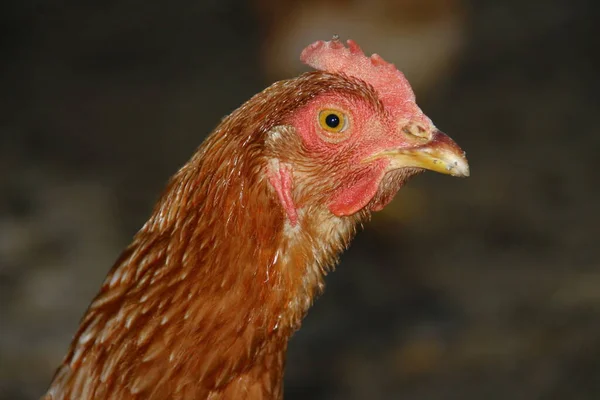 Egy Vörös Tollú Csirke Ami Egy Farmon — Stock Fotó