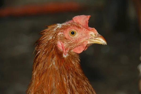 農場に生息する赤い羽の鶏 — ストック写真