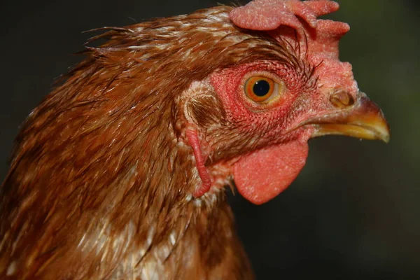 Poulet Aux Plumes Rouges Qui Vit Dans Une Ferme — Photo