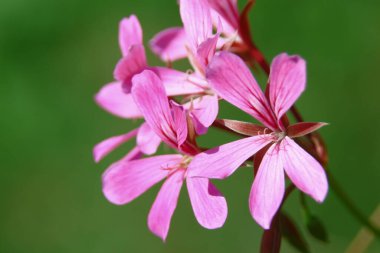 Tarlada taç yaprakları olan kırmızı çiçek