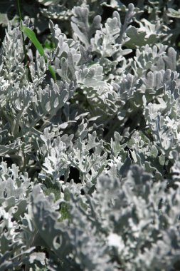 Açık yeşil güzel bir çiçek tarhında süs çimeni