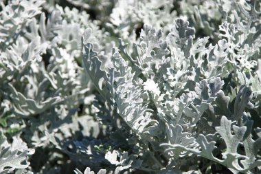 Açık yeşil güzel bir çiçek tarhında süs çimeni