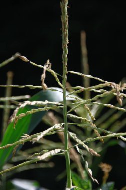 Bahçedeki yeşil mısır yaprakları