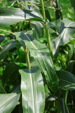 Bahçedeki yeşil mısır yaprakları