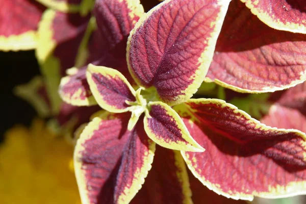 Rood Gele Decoratieve Bladeren Een Bloembed — Stockfoto