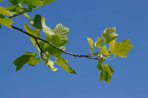 Grüne Blätter Eines Tulpenbaums August Park — Stockfoto