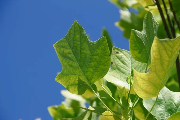Πράσινα Φύλλα Τουλίπας Στο Πάρκο Τον Αύγουστο — Φωτογραφία Αρχείου