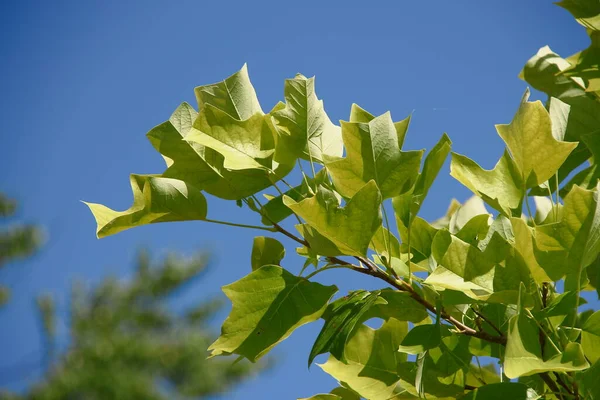 Zielone Listowie Tulipanowego Drzewa Parku Sierpniu — Zdjęcie stockowe