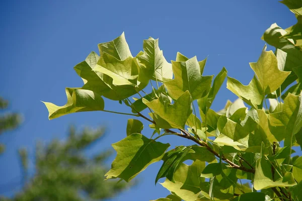 Foglie Verdi Albero Tulipano Nel Parco Agosto — Foto Stock