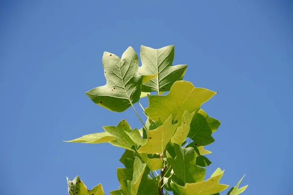 Hojas Verdes Tulipán Parque Agosto — Foto de Stock