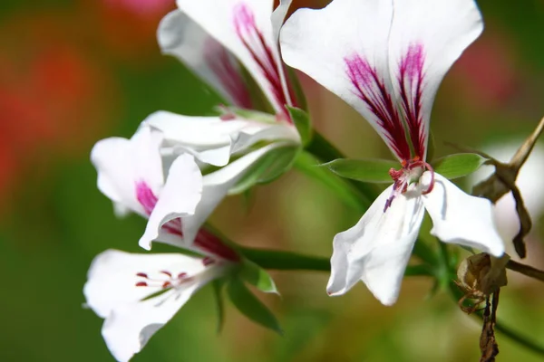 Fleur Rouge Avec Pétales Dans Champ — Photo