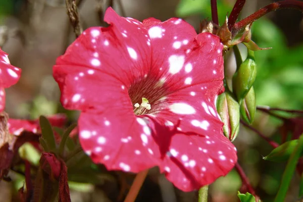 Flor Vermelha Com Pétalas Campo — Fotografia de Stock