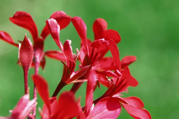 Červená Květina Okvětními Lístky Poli — Stock fotografie