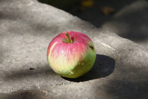 Små Äpplen Och Gröna Blad — Stockfoto