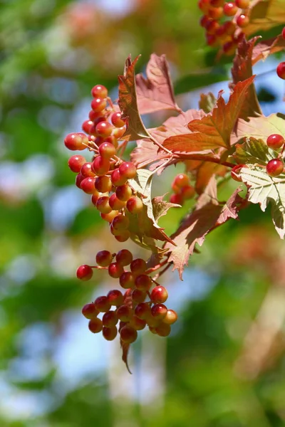 Bagas Vermelhas Viburnum Folhas Verdes Jardim — Fotografia de Stock