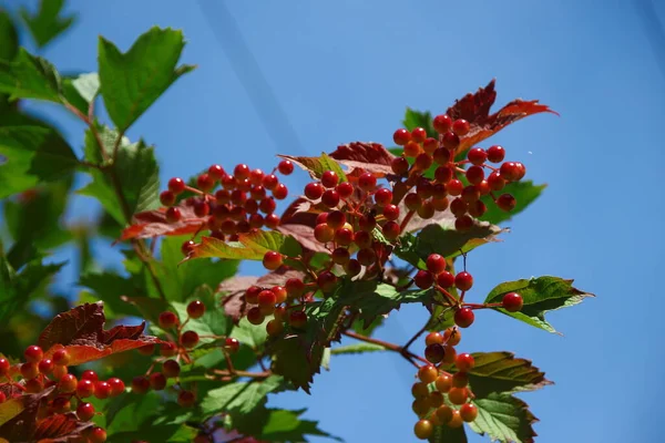 Viburnum Vörös Bogyói Zöld Levelek Kertben — Stock Fotó