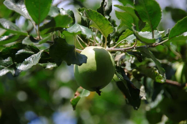 Pequenas Maçãs Folhas Verdes — Fotografia de Stock