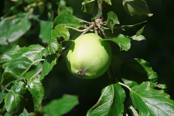 Kleine Appels Groene Bladeren — Stockfoto