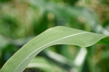 Bahçedeki yeşil mısır yaprakları
