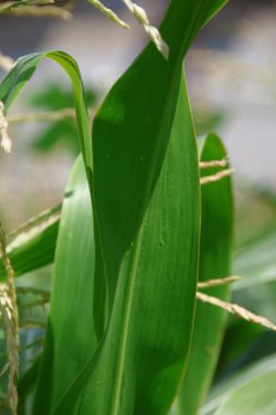 Bahçedeki yeşil mısır yaprakları