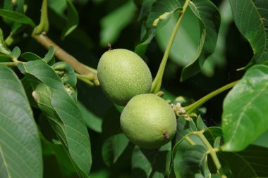 Bahçede yeşil ceviz ve yeşil yapraklar