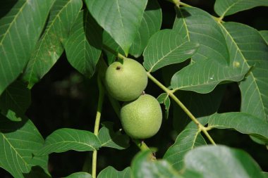 Bahçede yeşil ceviz ve yeşil yapraklar