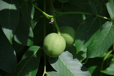 Bahçede yeşil ceviz ve yeşil yapraklar