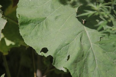 Yol kenarındaki yeşil büyük dulavrat.