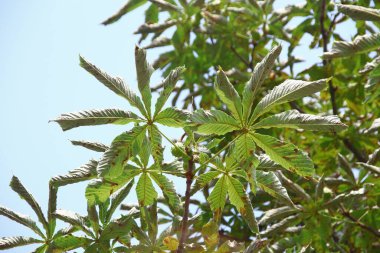 Yeşil ve sarı kestane yaprakları hastalıktan etkilenir.