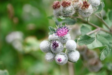 Yolun kenarında mor dulavrat çiçekleri.