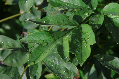 Bahçede yeşil yapraklar ve yağmur sonrası su damlaları