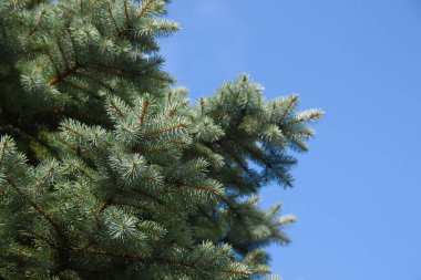 Ağustosta bahçedeki bir Noel ağacının yeşil slaytlı dalları