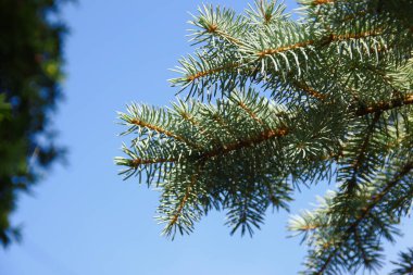 Ağustosta bahçedeki bir Noel ağacının yeşil slaytlı dalları