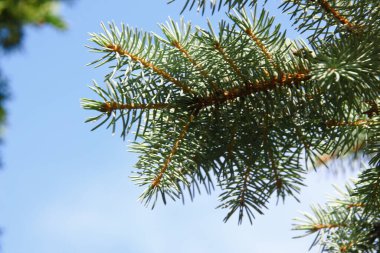 Ağustosta bahçedeki bir Noel ağacının yeşil slaytlı dalları
