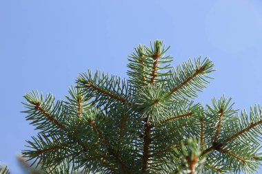 Ağustosta bahçedeki bir Noel ağacının yeşil slaytlı dalları