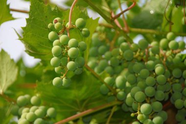 Bahçede yeşil üzüm ve yaprak demetleri